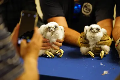 Image shows two peregrine falcon chicks newly banded by state wildlife officials at an event on May 30, 2025
