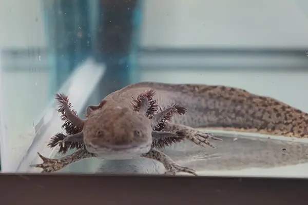 Axolotls have feathery gills and lungs, and fins that resemble feet.