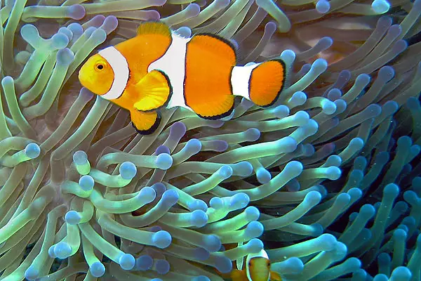 Sea anemone and clownfish