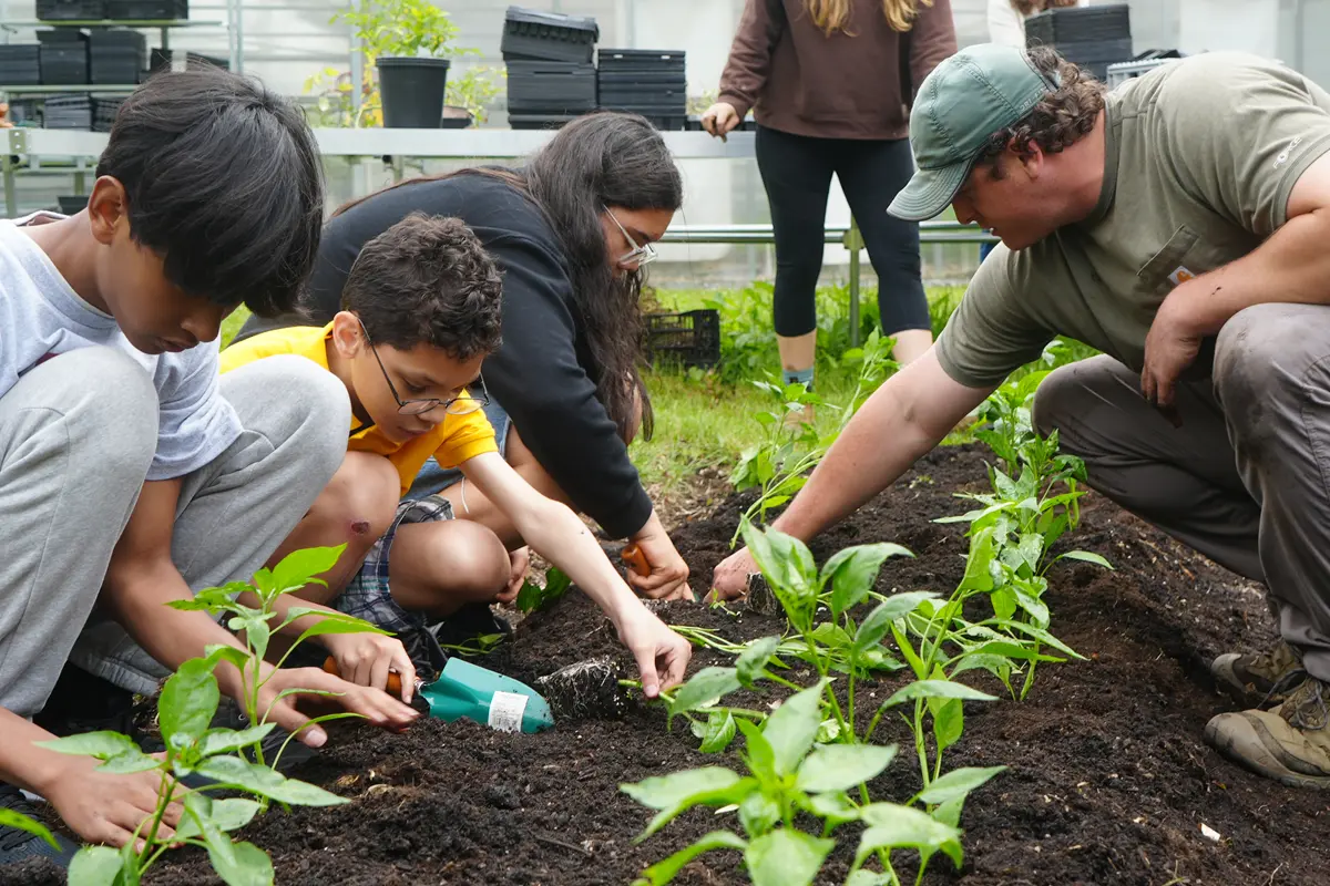 Three kids and one adult plant peppers in a garden.