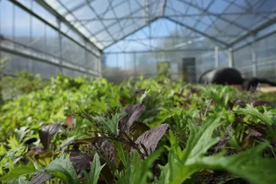 Plants growing in greenhouse