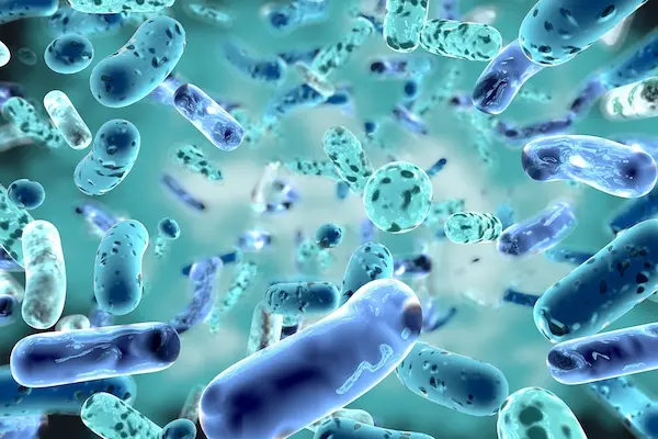 gut bacteria