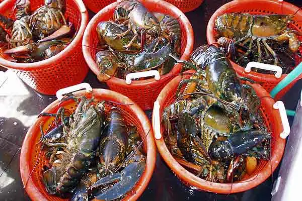 Freshly caught lobster
