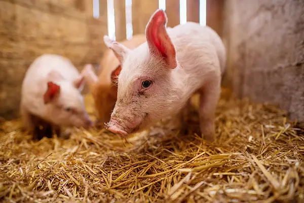 Pig farm manure
