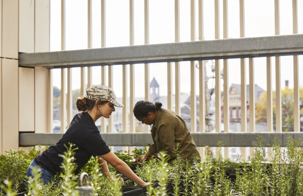 2 people planting green plants in a garden.