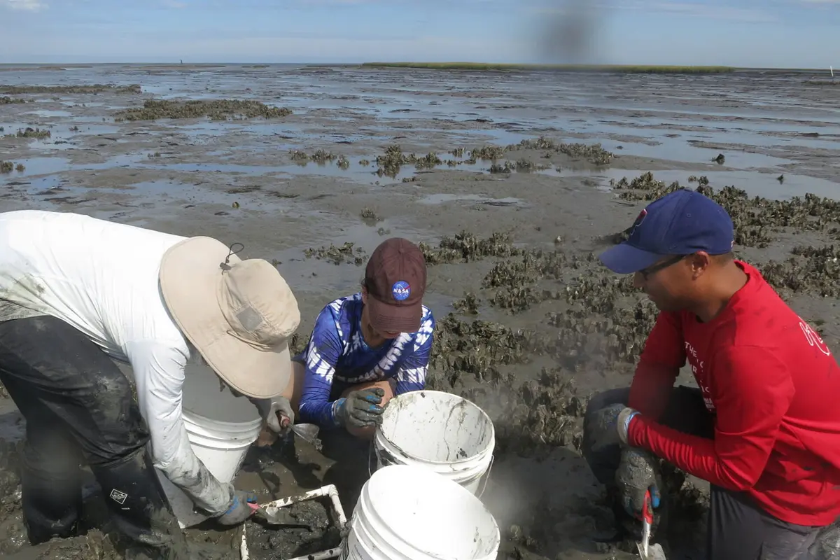 Asst. Prof. Sarah Gignoux Wolfsohn and two others survey healthy corals off the coast of Cayman Islands.