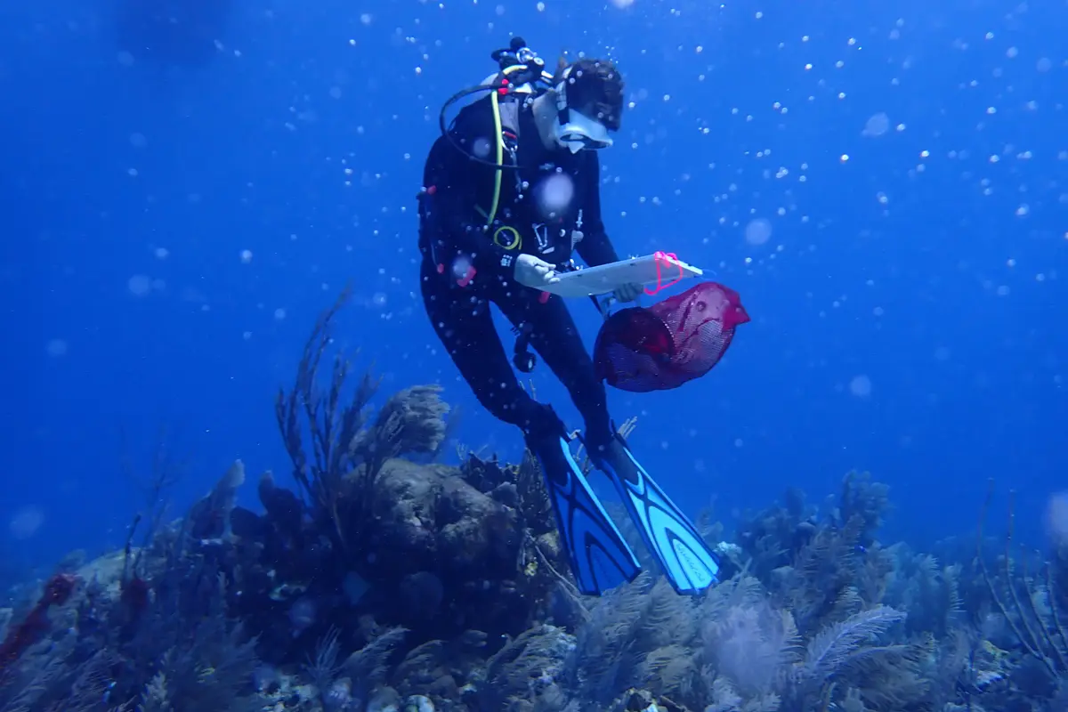 Ph.D. student Brooke Sienkiewicz in scuba gear examining corals in the ocean. 