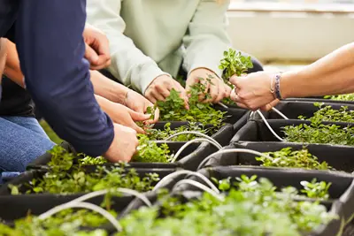 Students harvesting herbs on the University Crossing Rooftop Garden.