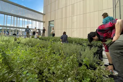 Student pick herbs from a rooftop garden.