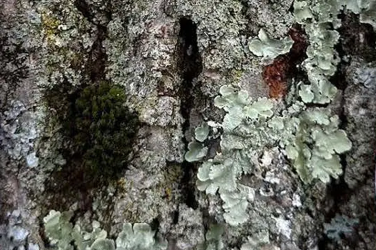 Zhang lichen