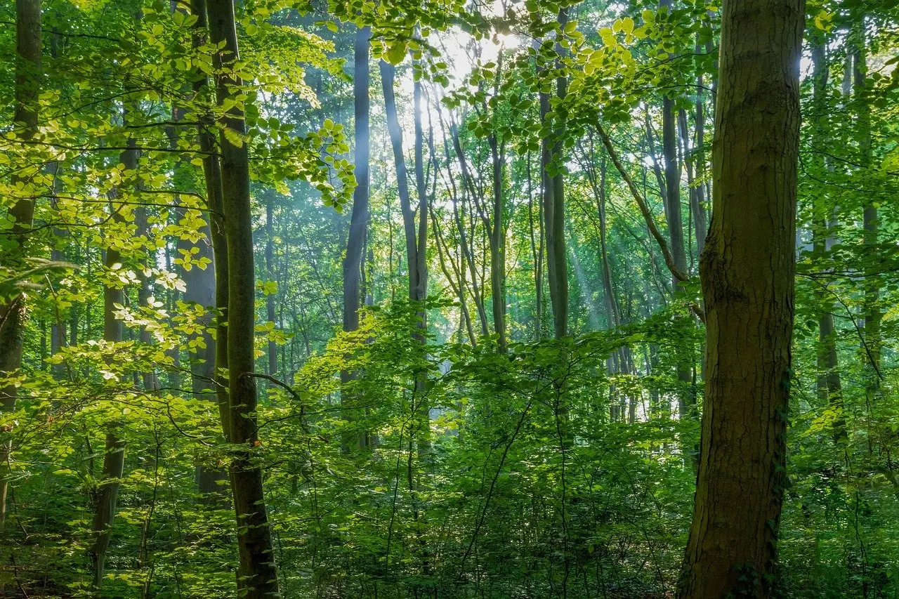 Forest.