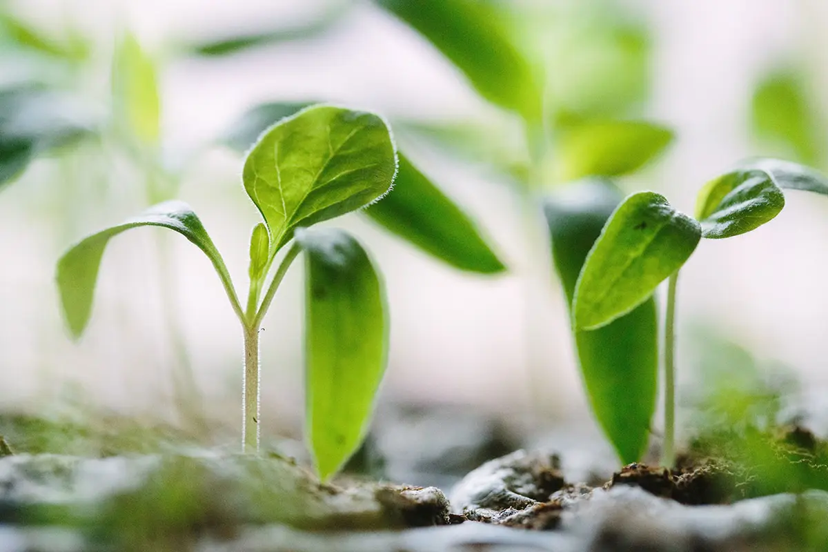 two small plants are beginning to flourish from the ground in a garden.