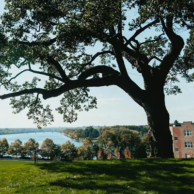 large tree behind UML Allen House overlooking Merrimack River on South campus